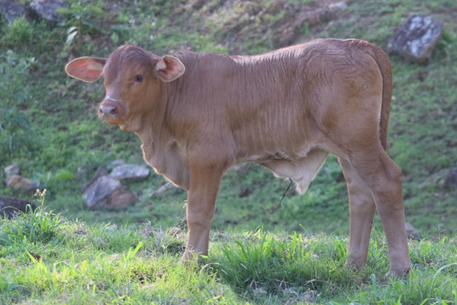 Trilby Calf